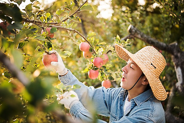 포토 JPG 주간 나무 응시 노년 남자 아들 과일 가족 서기 상반신 성인 야외 두명 옆모습 아웃포커스 30대 만지기 한국인 수확 가을 잡기 아빠 60대 사과 농부 과수원 사과나무 과일따기 안동 부자지간 성인남자만 소상공인 국내포토 자연요소 식물 직업 시선 계절 뷰포인트 농업 관계 모션 촬영기법 사람 동양인 장년 경제 경상북도 상인 남자만 성인만 파일형식