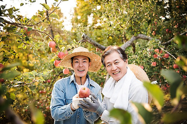 포토 JPG 주간 나무 노년 남자 아들 과일 가족 서기 웃음 들기 상반신 성인 야외 두명 앞모습 옆모습 아웃포커스 30대 기쁨 한국인 수확 가을 아빠 60대 사과 농부 과수원 만족 사과나무 안동 부자지간 성인남자만 소상공인 국내포토 자연요소 식물 직업 계절 감정 뷰포인트 농업 관계 모션 촬영기법 표정 사람 동양인 장년 경제 경상북도 상인 남자만 성인만 파일형식