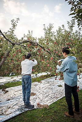 포토 JPG 주간 전신 나무 노년 남자 아들 과일 가족 서기 성인 야외 두명 옆모습 뒷모습 아웃포커스 30대 한국인 수확 가을 아빠 60대 사과 과수원 사과나무 과일따기 안동 부자지간 성인남자만 국내포토 자연요소 식물 계절 뷰포인트 농업 관계 모션 촬영기법 사람 동양인 장년 경상북도 남자만 성인만 파일형식