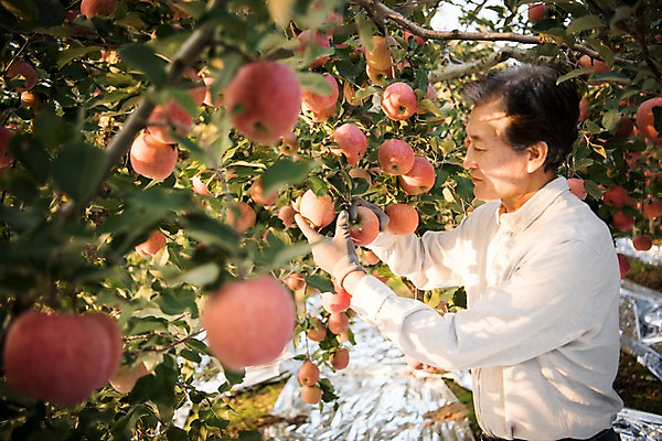 포토 JPG 주간 나무 응시 노년 남자 과일 한명 서기 상반신 야외 옆모습 아웃포커스 만지기 한국인 수확 가을 60대 사과 농부 과수원 사과나무 과일따기 안동 노인남자한명만 소상공인 국내포토 자연요소 식물 직업 1 시선 계절 뷰포인트 농업 모션 촬영기법 사람 동양인 성인 경제 경상북도 상인 남자한명만 노인남자만 파일형식