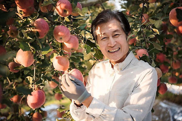 포토 JPG 주간 나무 노년 남자 과일 한명 서기 웃음 상반신 야외 앞모습 아웃포커스 만지기 한국인 수확 가을 60대 사과 농부 과수원 사과나무 안동 노인남자한명만 소상공인 국내포토 자연요소 식물 직업 1 계절 뷰포인트 농업 모션 촬영기법 표정 사람 동양인 성인 경제 경상북도 상인 남자한명만 노인남자만 파일형식