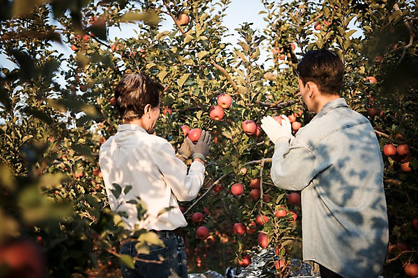 포토 JPG 주간 나무 노년 남자 아들 과일 가족 서기 상반신 성인 야외 두명 뒷모습 아웃포커스 30대 만지기 한국인 수확 가을 아빠 60대 사과 과수원 사과나무 과일따기 안동 부자지간 성인남자만 국내포토 자연요소 식물 계절 뷰포인트 농업 관계 모션 촬영기법 사람 동양인 장년 경상북도 남자만 성인만 파일형식