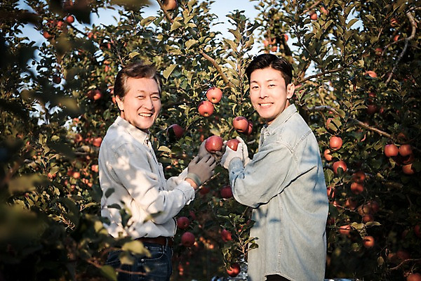 포토 JPG 주간 나무 노년 남자 아들 과일 가족 서기 웃음 상반신 성인 야외 두명 옆모습 아웃포커스 30대 한국인 수확 가을 잡기 아빠 60대 사과 농부 과수원 사과나무 과일따기 안동 부자지간 성인남자만 소상공인 국내포토 자연요소 식물 직업 계절 뷰포인트 농업 관계 모션 촬영기법 표정 사람 동양인 장년 경제 경상북도 상인 남자만 성인만 파일형식