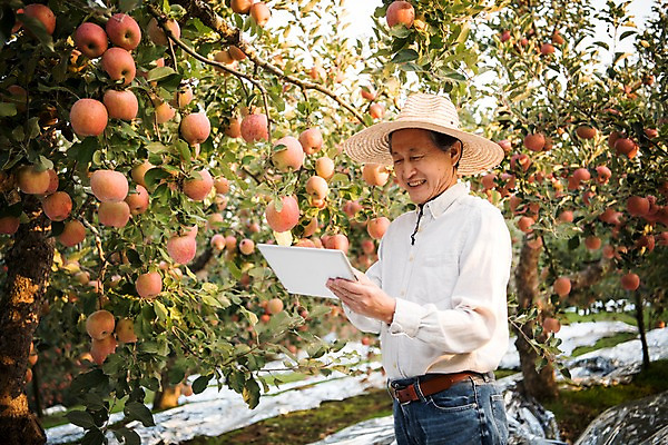 포토 JPG 주간 나무 응시 노년 남자 과일 한명 서기 웃음 들기 상반신 야외 옆모습 아웃포커스 태블릿 한국인 수확 가을 60대 사과 농부 과수원 사과나무 안동 노인남자한명만 소상공인 국내포토 자연요소 식물 직업 1 시선 계절 뷰포인트 농업 모션 촬영기법 표정 사람 동양인 성인 경제 전자제품 스마트기기 경상북도 상인 남자한명만 노인남자만 파일형식