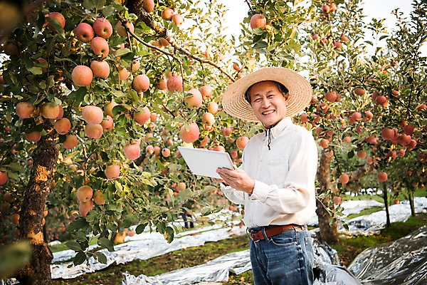 포토 JPG 주간 나무 노년 남자 과일 한명 서기 웃음 들기 상반신 야외 옆모습 아웃포커스 태블릿 한국인 수확 가을 60대 사과 농부 과수원 사과나무 안동 노인남자한명만 소상공인 국내포토 자연요소 식물 직업 1 계절 뷰포인트 농업 모션 촬영기법 표정 사람 동양인 성인 경제 전자제품 스마트기기 경상북도 상인 남자한명만 노인남자만 파일형식