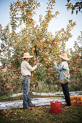 포토 JPG 주간 전신 나무 노년 남자 아들 과일 가족 서기 성인 야외 두명 옆모습 아웃포커스 30대 만지기 한국인 수확 가을 아빠 60대 사과 농부 과수원 사과나무 과일따기 안동 부자지간 성인남자만 소상공인 국내포토 자연요소 식물 직업 계절 뷰포인트 농업 관계 모션 촬영기법 사람 동양인 장년 경제 경상북도 상인 남자만 성인만 파일형식