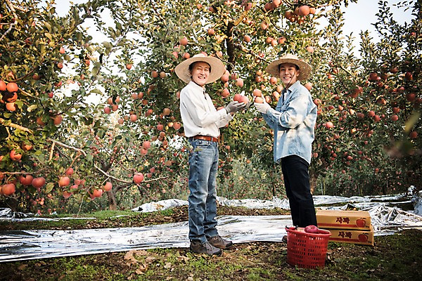 포토 JPG 주간 전신 나무 노년 남자 아들 과일 가족 서기 웃음 들기 성인 야외 두명 옆모습 아웃포커스 30대 기쁨 한국인 수확 가을 아빠 60대 사과 농부 과수원 만족 사과나무 과일따기 안동 부자지간 성인남자만 소상공인 국내포토 자연요소 식물 직업 계절 감정 뷰포인트 농업 관계 모션 촬영기법 표정 사람 동양인 장년 경제 경상북도 상인 남자만 성인만 파일형식