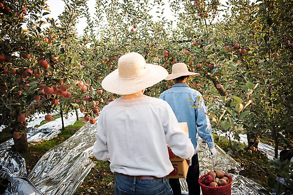포토 JPG 주간 나무 노년 남자 아들 이동 과일 가족 들기 상반신 성인 야외 두명 뒷모습 아웃포커스 30대 바구니 걷기 한국인 수확 가을 아빠 60대 사과 과수원 사과나무 사과상자 안동 부자지간 성인남자만 국내포토 자연요소 식물 계절 뷰포인트 컨셉 농업 관계 모션 촬영기법 사람 동양인 장년 상자 경상북도 남자만 성인만 파일형식