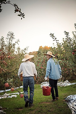 포토 JPG 주간 전신 나무 노년 남자 아들 과일 가족 들기 성인 야외 두명 뒷모습 아웃포커스 30대 바구니 걷기 한국인 수확 가을 아빠 60대 사과 농부 과수원 사과나무 사과상자 안동 부자지간 성인남자만 소상공인 국내포토 자연요소 식물 직업 계절 뷰포인트 농업 관계 모션 촬영기법 사람 동양인 장년 경제 상자 경상북도 상인 남자만 성인만 파일형식