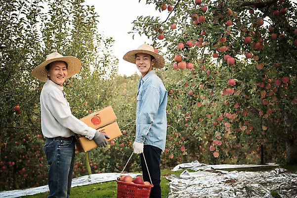 포토 JPG 주간 나무 노년 남자 아들 과일 가족 서기 웃음 들기 상반신 성인 야외 두명 옆모습 아웃포커스 30대 바구니 기쁨 한국인 수확 가을 아빠 60대 사과 농부 과수원 만족 사과나무 사과상자 안동 부자지간 성인남자만 소상공인 국내포토 자연요소 식물 직업 계절 감정 뷰포인트 농업 관계 모션 촬영기법 표정 사람 동양인 장년 경제 상자 경상북도 상인 남자만 성인만 파일형식