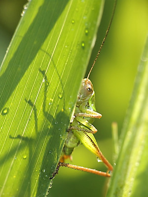 포토 JPG 해외이미지 동물 야생동물 줄기 곤충 자연 사람없음 초록색 귀뚜라미 해외202004 해외포토 식물 컬러 생태계 파일형식 이미지허브
