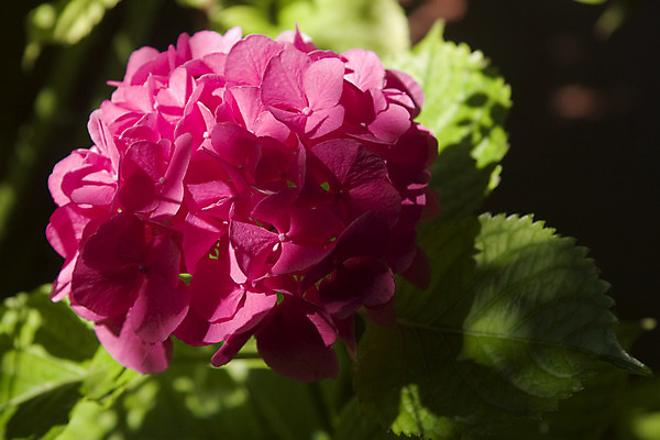 포토 JPG 해외이미지 식물 계절 공원 꽃 꽃다발 백그라운드 잎 꽃무늬 자연 선물 사람없음 야외 초록색 여름 새싹 환경 정원 봄 벚꽃 신선 원예 냄새 내추럴 해외202004 해외포토 공공시설 컬러 무늬 취미 생태계 파일형식 이미지허브