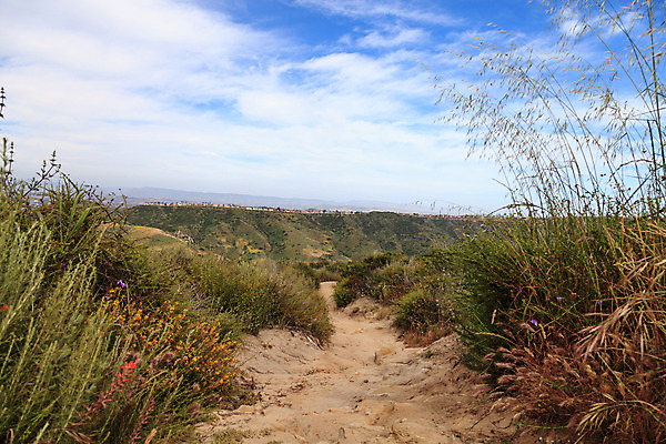 포토 JPG 해외이미지 길 자연 산 사람없음 목재 봄 하이킹 황무지 캘리포니아 해외202004 해외포토 나무 계절 재료 레저 미국 생태계 파일형식 이미지허브