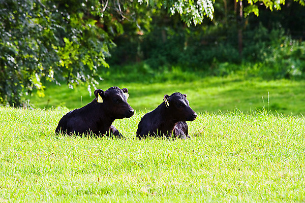 포토 JPG 해외이미지 동물 산업 밭 농업 포유류 자연 새로움 육류 사람없음 야외 초록색 농장 검은색 소고기 우유 시골 신생아 소 작음 땅 황소 송아지 돌봄 밭일 천진난만 해외202004 해외포토 새끼 컬러 컨셉 식재료 모션 유제품 아기 크기 생태계 파일형식 이미지허브