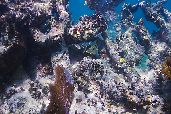 포토 JPG 해외이미지 야생동물 바다 백그라운드 학교 자연 열대 멕시코 어류 풍경 사람없음 물 바닷속 수중 다양 스노클링 산호 다이빙 암초 대서양 석호 깊이 동물상 소금물 이국적 칸쿤 후보 해외202004 해외포토 자연요소 동물 교육 다수 북아메리카 조형물 수영 수중동물 수상스포츠 자포동물 생태계 수중스포츠 파일형식 이미지허브