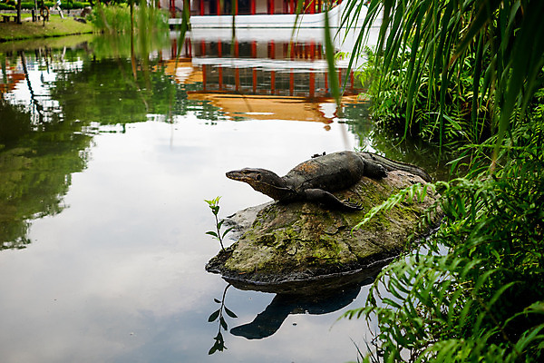 포토 JPG 해외이미지 동물 호수 야생동물 백그라운드 파충류 자연 밥 동양인 사람없음 야외 물 강 모니터 정원 중국 바위 연못 반지 닫기 큼 피부 근육질 도마뱀 서식지 동물상 해외202004 해외포토 자연요소 아시아 음식 장신구 모션 근육 인종 신체부위 컴퓨터 조형물 돌_바위 크기 몸매 생태계 파일형식 이미지허브