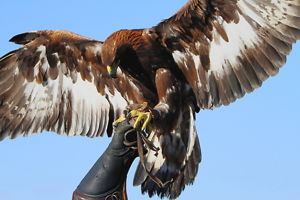 포토 JPG 해외이미지 야생동물 장갑 날개 자연 조류 사람없음 황금 먹이 깃털 부리 독수리 사냥꾼 해외202004 해외포토 동물 직업 잡화 생태계 파일형식 이미지허브