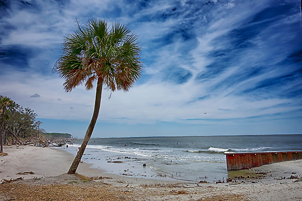 포토 JPG 해외이미지 야생동물 모래 바다 여행 휴가 조개 사람없음 야자수 황무지 장면 대서양 해외202004 해외포토 나무 동물 어패류 파일형식 이미지허브
