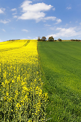 포토 JPG 해외이미지 꽃 문화 캠페인 밭 농업 사람없음 초록색 농경지 노란색 시골 유채 생태계 연료 밭일 생태학 해외202004 해외포토 식물 교육 산업 컬러 농장 파일형식 이미지허브