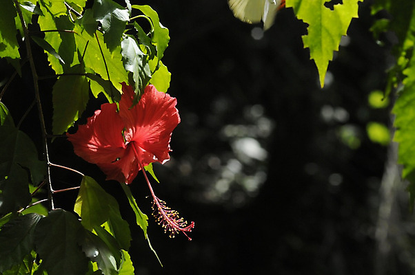 포토 JPG 해외이미지 잎 자연 사람없음 야외 빨간색 나뭇가지 히비스커스 해외202004 해외포토 나무 식물 꽃 컬러 생태계 파일형식 이미지허브