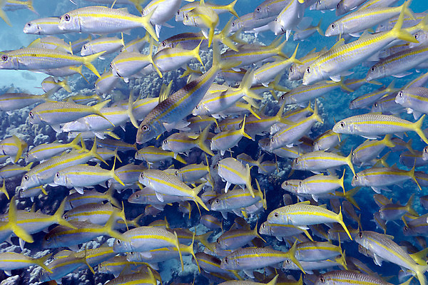 포토 JPG 해외이미지 동물 야생동물 바다 학교 아프리카 자연 이집트 풍경 사람없음 물 파란색 컬러풀 햇빛 바닷속 수중 스노클링 호주 잠수부 생태계 다이빙 인도네시아 수족관 홍해 몰디브 카리브해 깊이 소금물 해외202004 해외포토 자연요소 교육 나라 아시아 컬러 태양 수영 수상스포츠 오세아니아 전문직 수중스포츠 파일형식 이미지허브