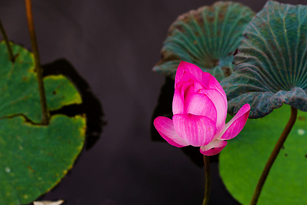 포토 JPG 해외이미지 식물 꽃잎 꽃 호수 백그라운드 잎 자연 휴식 사람없음 장식 초록색 물 빛 노란색 정원 봄 벚꽃 흰색 닫기 불기 묘사 내추럴 꽃수술 우수 해외202004 해외포토 자연요소 계절 컬러 컨셉 모션 절기 생태계 파일형식 이미지허브