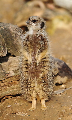 포토 JPG 해외이미지 동물 야생동물 포유류 자연 털 경비 사람없음 미어캣 의무 해외202004 해외포토 안전 보호 생태계 파일형식 이미지허브