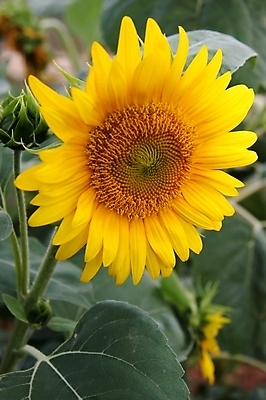 포토 JPG 해외이미지 식물 1 계절 꽃잎 꽃 잎 꽃무늬 밭 농업 자연 해바라기 씨앗 사람없음 야외 초록색 여름 컬러풀 노란색 정원 맑음 봄 활발 벚꽃 시골 원형 개화 유기농 원예 꽃가루 내추럴 해외202004 해외포토 도형 웰빙 산업 컬러 컨셉 무늬 날씨 취미 가루 생태계 파일형식 이미지허브