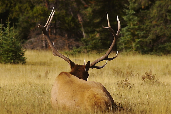 포토 JPG 해외이미지 동물 야생동물 자연 뿔 사람없음 황무지 동물상 엘크 해외202004 해외포토 조형물 생태계 파일형식 이미지허브