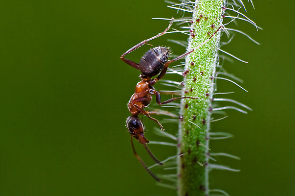 포토 JPG 해외이미지 동물 곤충 백그라운드 자연 협력 뼈 안테나 사람없음 초록색 갈색 머리 검은색 터치 탐험 업무 변화 닫기 벌레 커뮤니티 개미 턱 기어가기 고립 복잡 식민지 해외202004 해외포토 컬러 컨셉 통신 모션 신체부위 작업 생태계 파일형식 이미지허브