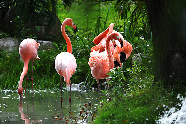 포토 JPG 해외이미지 동물 야생동물 분홍색 포즈 날개 자연 조류 동물원 사람없음 빨간색 물 컬러풀 머리 활발 큼 플라밍고 깃털 부리 새장 목 동물상 이국적 생존 플로리다 해외202004 해외포토 자연요소 컬러 컨셉 신체부위 조형물 미국 크기 생태계 케이지 파일형식 이미지허브