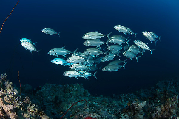 포토 JPG 해외이미지 동물 라이프스타일 야생동물 바다 여행 백그라운드 자연 휴가 바닥 어류 풍경 사람없음 야외 물 여름 파란색 환경 바닷속 수중 수영 탐험 산호 인도인 아래 다이빙 장면 암초 내추럴 깊이 소금물 해외202004 해외포토 자연요소 외국인 계절 컬러 동양인 생활 수중동물 수상스포츠 자포동물 방향 생태계 위치 수중스포츠 파일형식 이미지허브