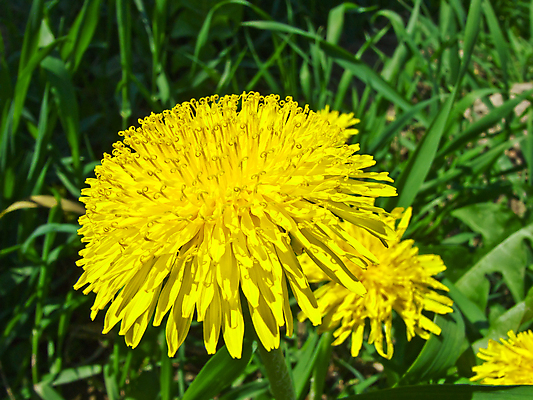 포토 JPG 해외이미지 식물 계절 꽃잎 꽃 밭 농업 자연 사람없음 야외 초록색 여름 빛 노란색 머리 봄 시골 민들레 허브 싱글 해외202004 해외포토 산업 컬러 신체부위 생태계 파일형식 이미지허브