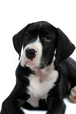 포토 JPG 해외이미지 동물 응시 얼굴 새끼 백그라운드 장난 놀이 휴식 앉기 사람없음 반려동물 검은색 가축 흰색 표현 점 개 달콤 강아지 큼 동료 코 부드러움 기르기 동반자 천진난만 충실 해외202004 해외포토 시선 컬러 컨셉 포유류 관계 모션 신체부위 감각 맛 크기 돌봄 파일형식 이미지허브