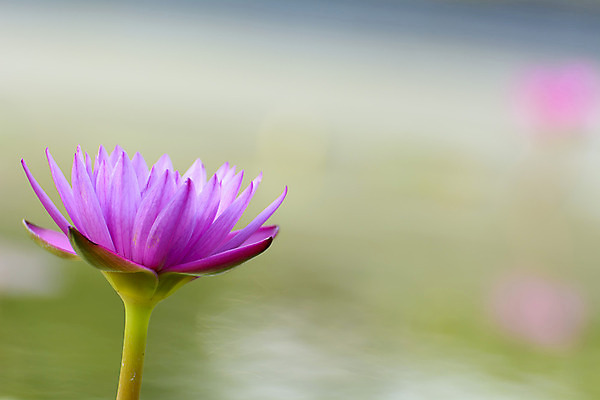 포토 JPG 해외이미지 꽃 종교 불교 태국 자연 사람없음 물 보라색 연못 해외202004 해외포토 자연요소 식물 아시아 컬러 생태계 파일형식 이미지허브