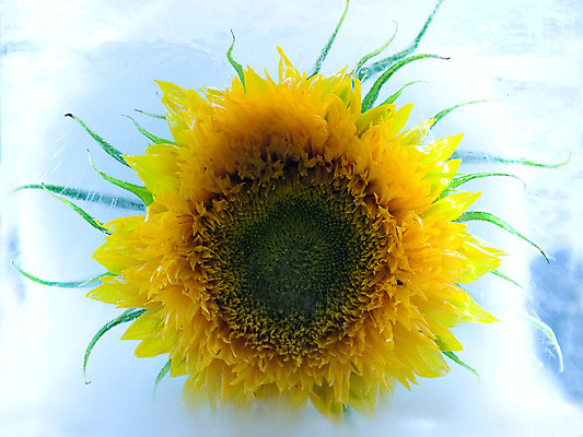 포토 JPG 해외이미지 식물 꽃 자연 해바라기 사람없음 가로 파란색 태양 노란색 냉동 얼음 블록 거품 추위 신선 투명 상쾌 꽃수술 해외202004 해외포토 자연요소 감정 컬러 생태계 파일형식 이미지허브