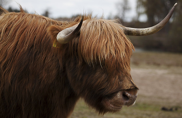 포토 JPG 해외이미지 동물 1 외관 유럽 밭 농업 포유류 털 뿔 사람없음 야외 울타리 농장 펜 갈색 머리 쌓기 소고기 코트 시골 소 닫기 볏짚 방목 먹여주기 묘사 웨이브 밀짚 산악지대 기르기 밭일 찰과상 혼자 스코틀랜드 해외202004 해외포토 나라 산업 컬러 모션 영국 산 육류 신체부위 담장 필기구 외투 짚 축산업 상처 먹기 돌봄 파일형식 이미지허브