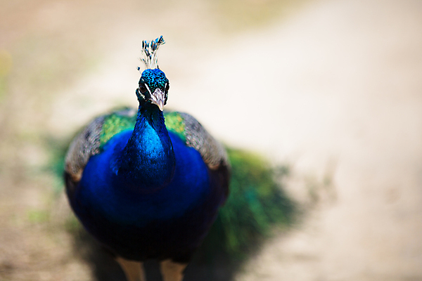 포토 JPG 해외이미지 동물 1 남자 야생동물 여행 백그라운드 패턴 오렌지 자연 조류 왕관 동물원 서기 사람없음 야외 가로 초록색 파란색 컬러풀 머리 활발 화려 우아함 공작 인도인 깃털 묘사 꼬리 부리 목 보여주기 꿩 멀티 터키석 해외202004 해외포토 외국인 컬러 컨셉 무늬 과일 모션 사람 동양인 신체부위 보석 생태계 파일형식 이미지허브