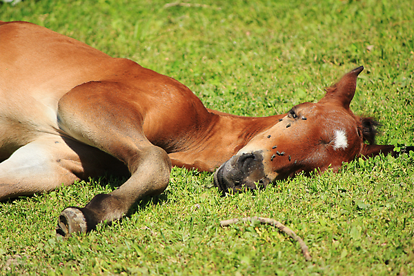포토 JPG 해외이미지 동물 1 꽃 스포츠 밭 포유류 자연 새로움 풍경 사람없음 야외 초록색 여름 울타리 달리기 농장 갈색 봄 아기 승마 도박 속도 만족 갈기 조랑말 안장 망아지 기르기 해외202004 해외포토 식물 계절 감정 새끼 컬러 컨셉 농업 모션 사람 담장 말_동물 생태계 돌봄 파일형식 이미지허브