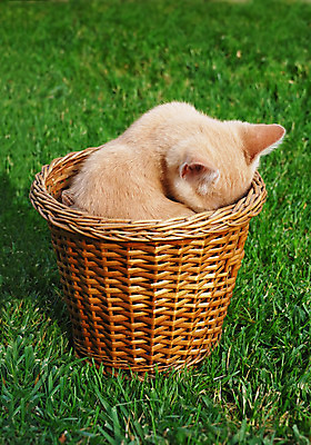 포토 JPG 해외이미지 동물 여유 얼굴 포유류 포옹 자연 휴식 수염 털 피곤 사랑 사람없음 반려동물 노란색 머리 바구니 고양이 줄무늬 흰색 잠 달콤 냄비 작음 수줍음 낮잠 부드러움 얼룩무늬 솜털 몸단장 숨김 거짓말 숨기 해외202004 해외포토 감정 컬러 컨셉 무늬 안기 모션 신체부위 감각 맛 솥 크기 생태계 파일형식 이미지허브