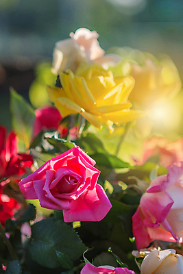 포토 JPG 해외이미지 식물 디자인 계절 꽃잎 꽃 분홍색 꽃다발 결혼 백그라운드 잎 꽃무늬 자연 발렌타인데이 선물 사랑 사람없음 빨간색 초록색 여름 컬러풀 장미 노란색 정원 봄 수확 벚꽃 흰색 신선 개화 달콤 부드러움 내추럴 해외202004 해외포토 감정 컬러 무늬 농업 데이이벤트 이벤트 감각 맛 생태계 파일형식 이미지허브