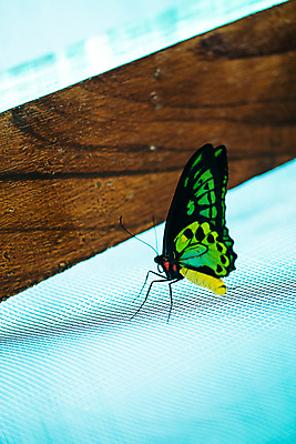 포토 JPG 해외이미지 동물 1 야생동물 나비 곤충 패턴 날개 자연 사람없음 장식 초록색 여름 파란색 컬러풀 정원 검은색 어둠 봄 벌레 정상 수집 묘사 오브젝트 싱글 질감 생물학 꼬리 발리 청록색 내추럴 강렬 양치류 취급주의 완전 해외202004 해외포토 계절 교육 컬러 섬 컨셉 무늬 경고 생태계 인도네시아 파일형식 이미지허브