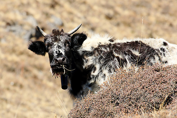 포토 JPG 해외이미지 동물 아시아 여행 백그라운드 밭 포유류 자연 산 사람없음 초록색 여름 검은색 흰색 소 군중 큼 방목 언덕 네팔 내추럴 양모 찰과상 히말라야 해외202004 해외포토 계절 나라 컬러 농업 사람 직물 축산업 상처 크기 생태계 파일형식 산맥 이미지허브
