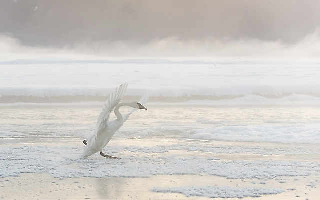 포토 JPG 해외이미지 1 응시 호수 야생동물 이동 겨울 자연 조류 영국 잉글랜드 서기 사람없음 물 강 걷기 믿음 얼음 추위 흰색 행운 습지 백조 목 물새 착륙 해외202004 해외포토 자연요소 동물 시선 계절 감정 유럽 컬러 컨셉 모션 신체부위 생태계 파일형식 이미지허브