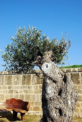 포토 JPG 해외이미지 나무 벽 벤치 유적 건축양식 하늘 사람없음 야외 목재 장식 파란색 맑음 힘 성 폐허 올리브 타운 옛날 해외202004 해외포토 식물 전통 건축물 열매 건축 컬러 의자 재료 날씨 도시 파일형식 이미지허브