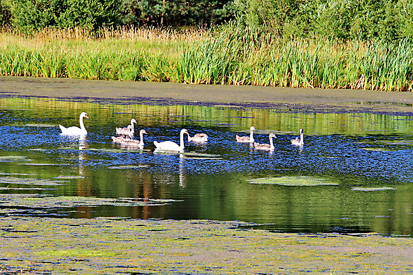 포토 JPG 해외이미지 동물 호수 야생동물 백그라운드 날개 자연 조류 풍경 사람없음 초록색 물 여름 강 수영 흰색 연못 깃털 부리 백조 목 해외202004 해외포토 자연요소 계절 컬러 신체부위 수상스포츠 생태계 파일형식 이미지허브