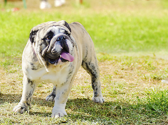 포토 JPG 해외이미지 동물 영어 응시 공원 장난 포유류 털 건강 서기 경비 앉기 잔디 사람없음 야외 반려동물 갈색 믿음 검은색 가축 힘 활발 코트 흰색 표현 주름 개 보호 작음 황소 근육질 사냥개 부드러움 불독 보호자 송곳니 거짓 경보 기르기 동반자 복종 신앙심 아기사슴 유래 지능 충실 힘찬 해외202004 해외포토 식물 문자 시선 공공시설 감정 새끼 컬러 컨셉 모션 근육 사슴 안전 외투 감각 소 치아 크기 몸매 돌봄 파일형식 이미지허브