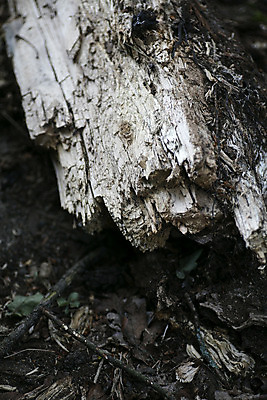포토 JPG 해외이미지 나무 디자인 선 백그라운드 패턴 자연 표면 날씨 추상 건조 사람없음 목재 갈색 환경 소나무 거친 역사 보호 널 숲 낟알 장작 피부 묘사 부식 질감 나무껍질 잡동사니 내추럴 외양간 그런지 수목 옛날 울퉁불퉁 노화 해외202004 해외포토 식물 컬러 컨셉 무늬 재료 신체부위 껍질 생태계 파일형식 이미지허브