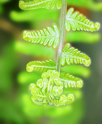 포토 JPG 해외이미지 식물 백그라운드 잎 휴식 건강 손바닥 동양인 사람없음 야외 장식 초록색 여름 빛 농장 평화 정원 침묵 봄 성장 광선 흰색 신선 숲 테라피 내추럴 고립 파라다이스 해외202004 해외포토 손 계절 컬러 컨셉 농업 인종 뷰티 소리 파일형식 이미지허브
