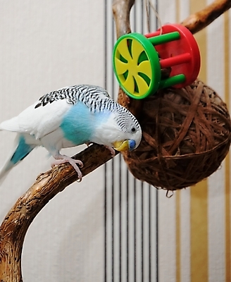 포토 JPG 해외이미지 동물 날개 자연 조류 병아리 사람없음 파란색 반려동물 작음 깃털 동료 부리 앵무새 강렬 동물상 이국적 해외202004 해외포토 컬러 관계 조형물 크기 생태계 파일형식 이미지허브